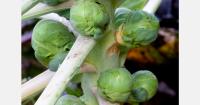 Flea beetles affect Brussels sprout sizing in England