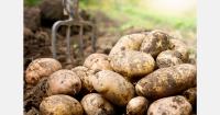 UK fresh produce processor FFF acquired in management buyout