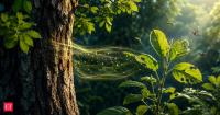Science says trees can send chemical warnings and SOS signals through the air, what plants do when danger strikes