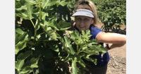 California fresh figs could ship until November depending on weather