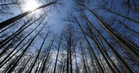 23 research facilities to close as part of the Forest Service HQ move to SLC