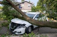 Indiana AG sues tree companies for scamming residents while owner calls it a ‘witch hunt’
