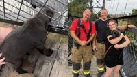 Maine firefighters rescue puppy that got its head stuck in tight spot on bridge