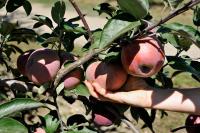 Maryland orchard owner says slim pickings for pick-your-own apples this season
