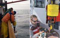 Massachusetts whale-tracking 'bug' reveals Einstein-linked effect that can misplace whales