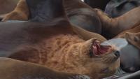 New Steller sea lion appears at San Francisco's Pier 39