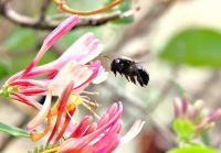 Carson City’s Bee City No. 76 to host wildflower planting workday in celebration of National Public Lands Day