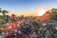 U.S. Cotton, Nearshoring And The Resilient Supply Chain