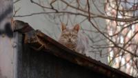 Wyoming remodel stalls as feral cats overrun home, forcing crews into respirators