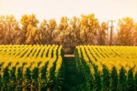 Farming can help drive southern Africa’s growth