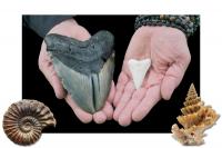 Everything You Need to Know About Alabama Fossil Fest