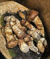 FEATURE: Bhutan's matsutake emerge as hidden treasure for Japanese buyers