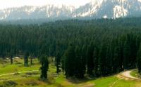 Thirty Years of Forest Protection in Kashmir, and Still No Real Answers