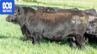 Australia's most expensive bull could earn $1m from semen sales