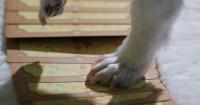 South Koreans turn to tarot to glean their pets' thoughts