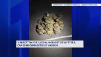 2 men arrested for illegal harvest of oysters, crabs in Connecticut harbor