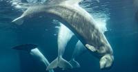 Marineland beluga among two that die at Chicago…