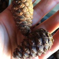 Earn $95 a bushel helping reforest Minnesota this season