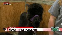 6 On the Road: 4-H at the Minnesota State Fair