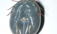 Scientists in China discover new tick-borne virus that causes flu-like illness
