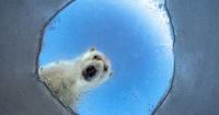 Get a Sneak Peek of the Winning Images in the Wildlife Photographer of the Year 2026 Contest