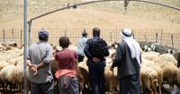 “It Feels Like a Death Sentence” - In the West Bank, settlers are stealing livestock to push Palestinians off their land.