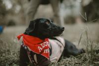 Kerala eyes the Dutch touch for its stray-dog strategy