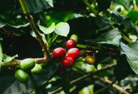 Ecuador’s Deforestation-Free Coffee Model Moves Beyond the Pilot Stage