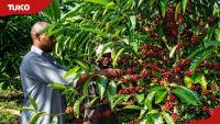 Kenyan teacher builds coffee empire worth KSh 15 million as retirement plan