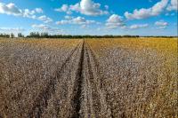 Heilongjiang city turns to smart farming to boost soybean production