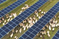 'Kill birds' claims disguised attack on solar power industry