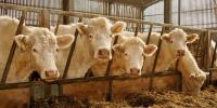 Stock theft fast evolving into organised crime – Agri NW