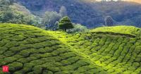 India turns to AI and satellites to modernise tea farming