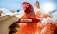 Australia: First case of H5N1 bird flu reported in Sydney