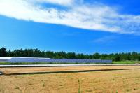 Stricter rules put Japanese agrivoltaics projects at a crossroads