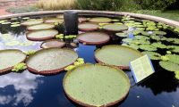How much can a water lily hold? Denver’s weigh-off goes global