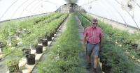 NC facing 'wild west' crossroads with cannabis usage, regulations