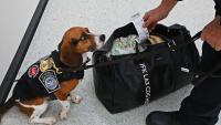 U.S. Customs And Border Protection Dog Teaches Travelers $19,000 Lesson At Philadelphia International Airport