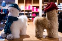 Flying Kiwis – famed NZ products in hot demand as Auckland Airport Request for Proposals progresses