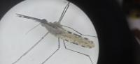 An invasive mosquito is threatening Africa’s cities
