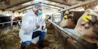 Lumpy Skin Disease: A Growing Challenge for Cattle, Farmers, and Livestock Production -By Dr. Moris Umoru, DVM