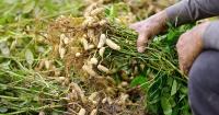 Peanuts are an important part of Martin County agriculture