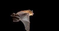 Into the Wild: Bats and South Carolina agriculture