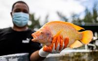  Tilapia to table: UOG Land Grant workshop ties aquaculture production to salted, smoked fish products