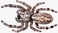 Indian researchers map colonial spider’s venom gland, uncover molecules with potential for future cancer and antimicrobial drug research