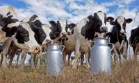 Milk Shortage Deepens as Drought Squeezes Kenya’s Dairy Farmers