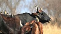 Aucamp confirms red meat market access successfully negotiated in Egypt