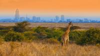 The best products to launch in Africa