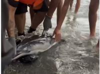 (VIDEO) Baby Dolphin Killed By Migrants At Ceuta Beach Sparks Outrage, Formal Complaint To Police In Spain