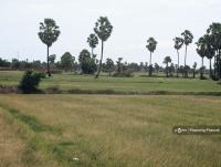 El Nino Impacts Subside but Cambodian Farmers Face Costly Replanting and Debts
